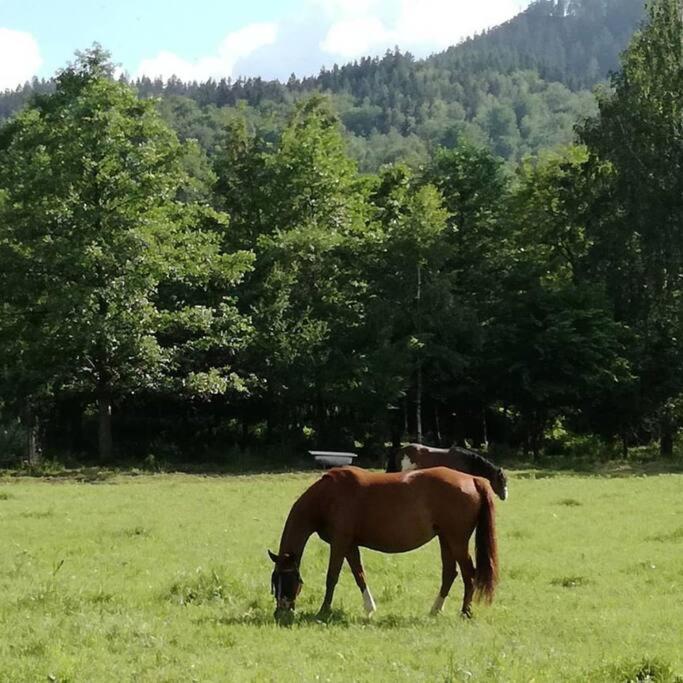 Apartamenty - Domek Bobrowe Zacisze 3 Janowice Wielkie Buitenkant foto